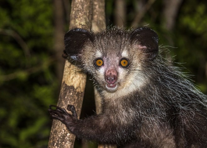 Top 15 des animaux les plus moches du monde